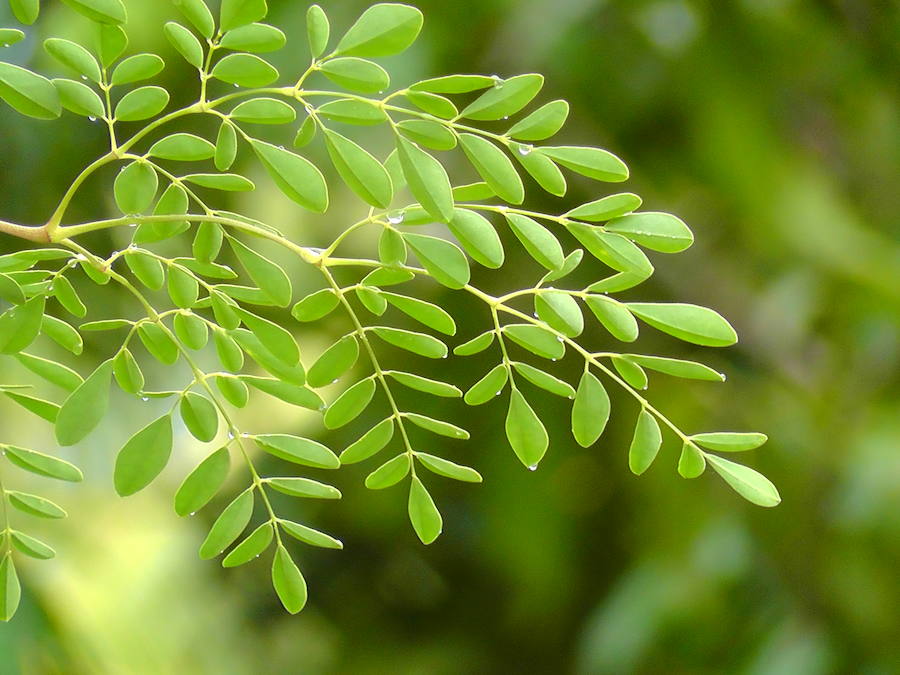 Sabes Por Que Todo El Mundo Esta Hablando De La Moringa Mujerhoy Com